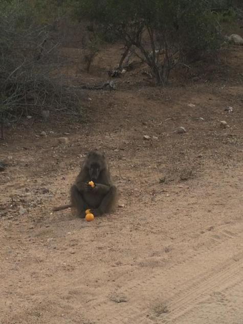 baboon eating orange